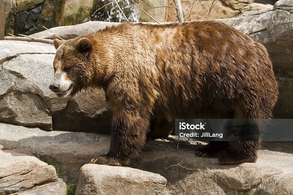 Grizzly Bear  Animal Stock Photo
