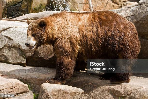 Grizzly Bear Stock Photo - Download Image Now - Animal, Animal Themes, Animal Wildlife