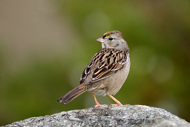 Sparrow on the stone stock photo