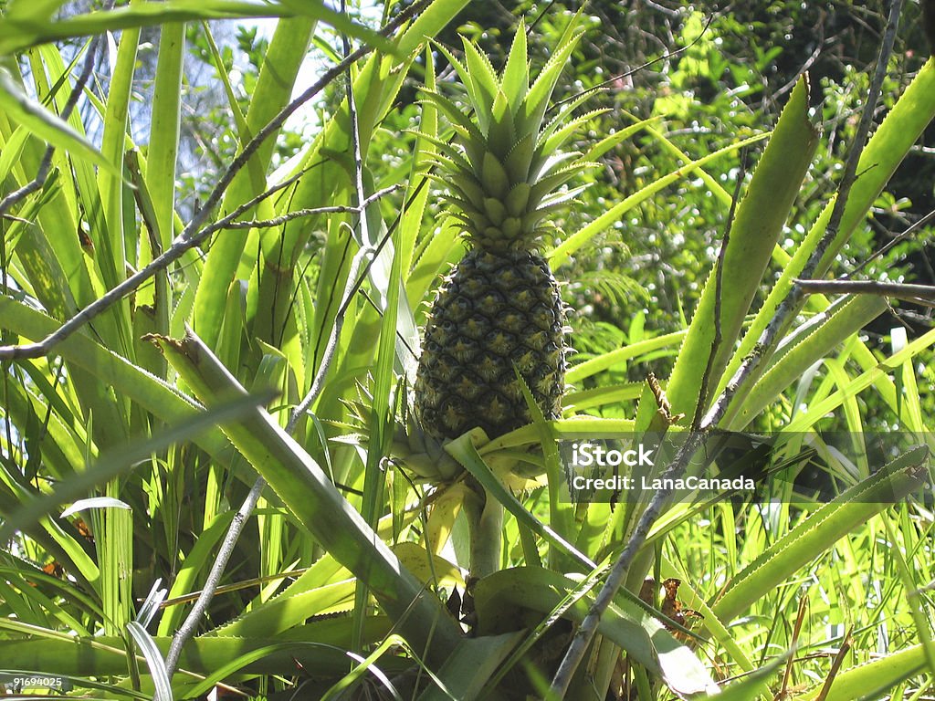 Ananas plantation na Hawajach - Zbiór zdjęć royalty-free (Ananas)