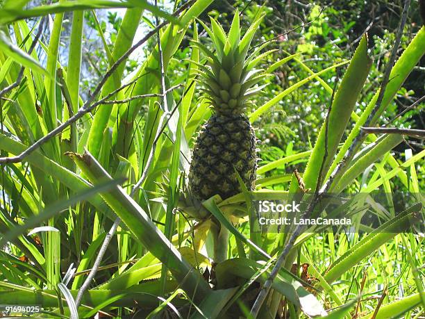 Ananas Plantation Na Hawajach - zdjęcia stockowe i więcej obrazów Ananas - Ananas, Bez ludzi, Botanika