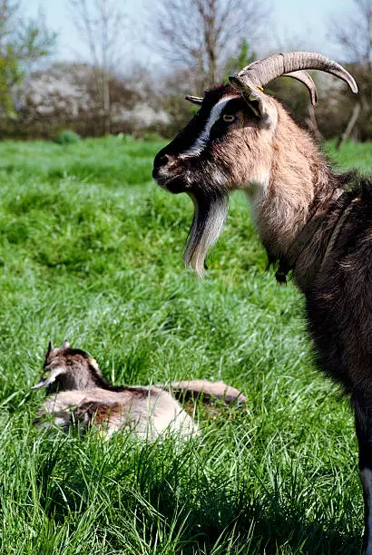 Nanny-goat and her kid goats