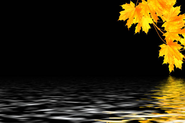 Bright colorful autumn leaves isolated on black background