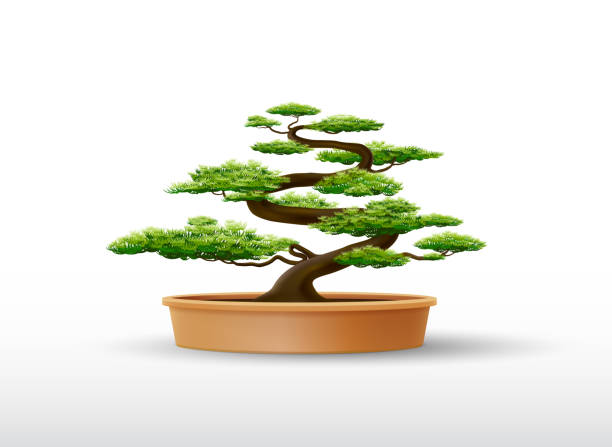 ilustrações, clipart, desenhos animados e ícones de planta bonsai na ilustração vetorial pote - white background wood nature studio shot