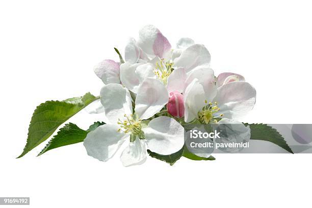 Photo libre de droit de Branche De Pomme banque d'images et plus d'images libres de droit de Pomme sauvage - Pomme sauvage, Arbre, Arbre en fleurs