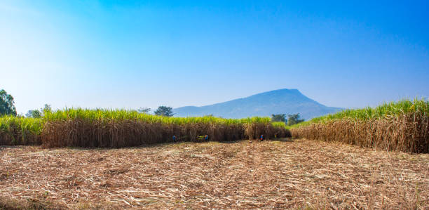 Sugar crane farming and planting on mountain on sky blue stock photo