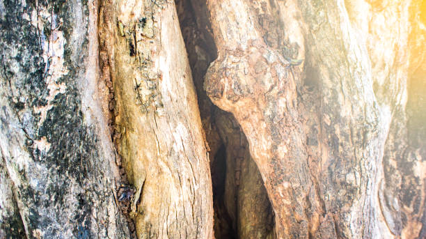 Stem of tree and hole in stem in forest