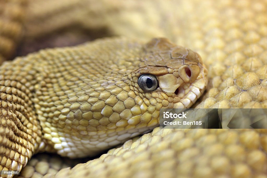 Mexicana serpiente de cascabel de la costa oeste - Foto de stock de Agresión libre de derechos