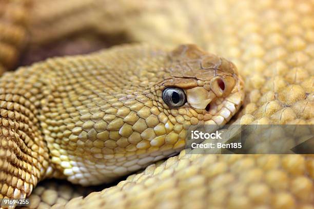 Mexicana Serpiente De Cascabel De La Costa Oeste Foto de stock y más banco de imágenes de Agresión - Agresión, Alimento, Alimentos con una mordida