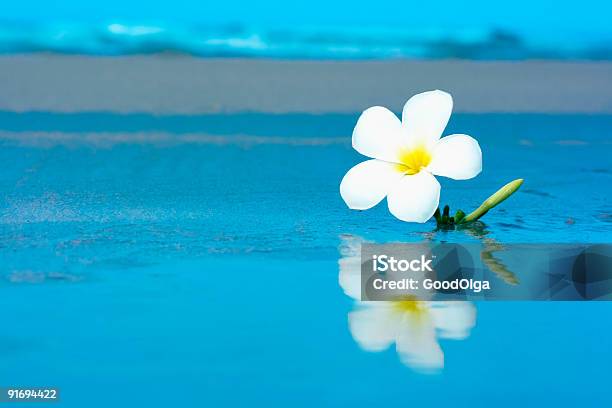 Тропический Цветок На Beachv — стоковые фотографии и другие картинки Без людей - Без людей, Белый, Вода