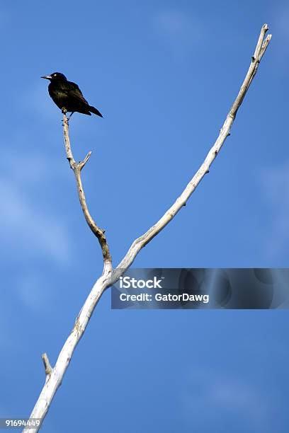 Foto de Rabodequilha Aninhado Na Árvore Morta e mais fotos de stock de Letra Y - Letra Y, Vara, Ramo - parte de uma planta