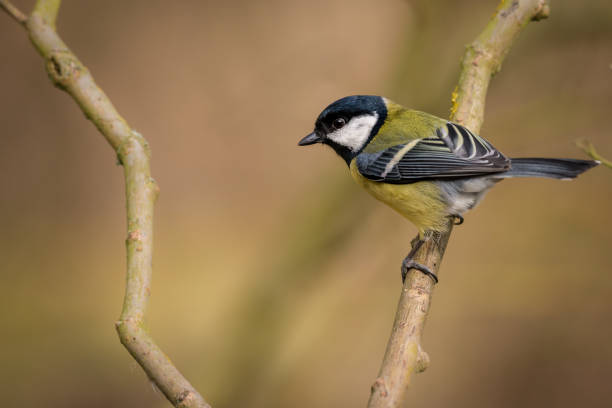 Great Tit Bird Wild Perched stock photo