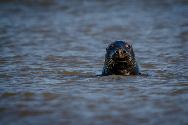 Atlantic Grey Seal stock photo