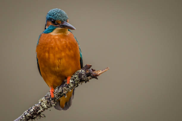 Kingfisher perched stock photo