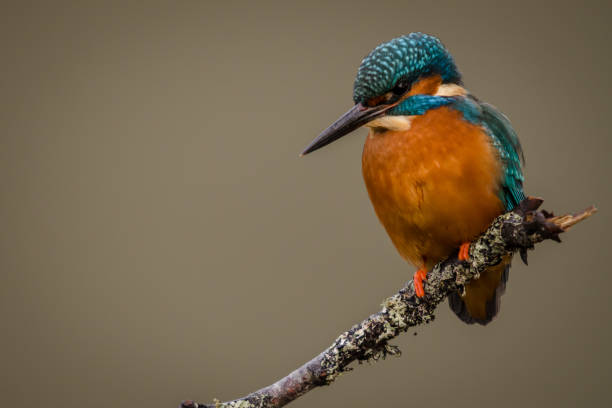 UK Wild Kingfisher Bird stock photo