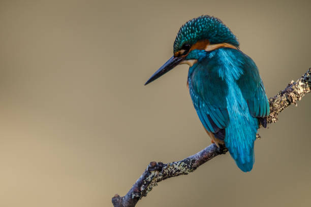 UK Kingfisher stock photo