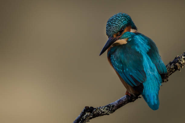 Kingfisher Perched stock photo