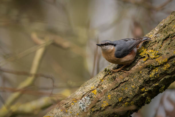 Nuthatch stock photo