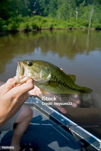 Duże Usta Bas - zdjęcia stockowe i więcej obrazów Bass wielkogębowy - Bass wielkogębowy, Dzikie zwierzęta, Fotografika