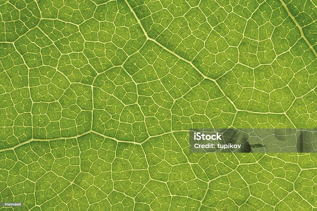 構造の葉の自然背景 - 質感のロイヤリティフリーストックフォト
