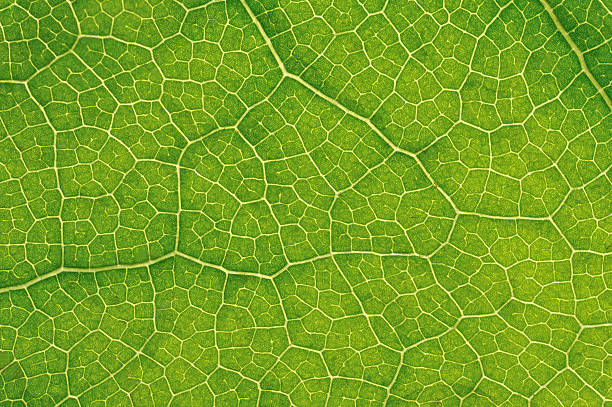 構造の葉の自然背景 - micro photography ストックフォトと画像