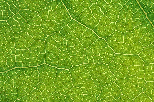 Photo of structure of leaf natural background