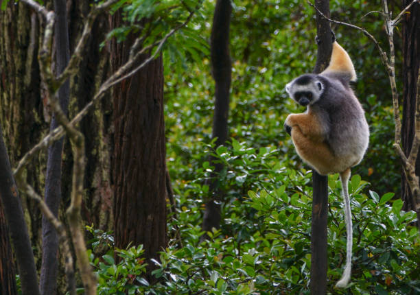 Wild Diademed Sifaka Lemur on the African Island of Madagascar in the Indian Ocean The large and magnificent wild Diademed sifaka or golden lemur on the African Island of Madagascar. lemur madagascar stock pictures, royalty-free photos & images