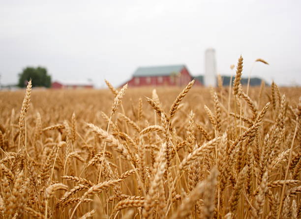 istock Close up of wheat in a large field 91694943