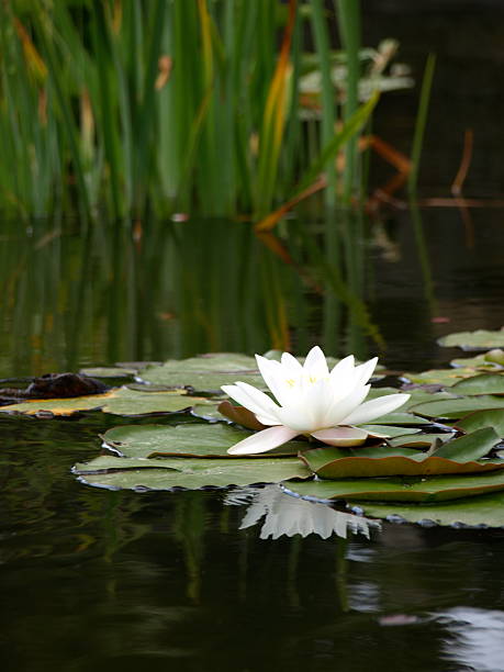istock Water lily,Gorey,Jersey 91694959