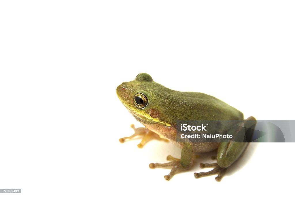 Tree Frog on white background  White Background Stock Photo