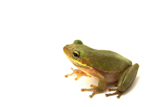 Tree Frog on white background stock photo