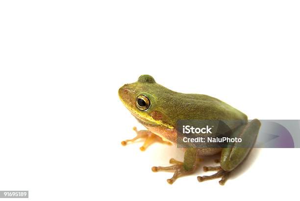 Tree Frog On White Background Stock Photo - Download Image Now - White Background, Florida - US State, Frog