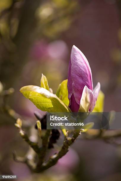 Photo libre de droit de Arbre De Magnolia Rose Bud Sur De Produits Pour Le Bain Bloom banque d'images et plus d'images libres de droit de Angleterre