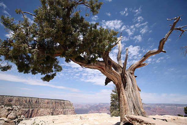istock Tree in Grand Canyon, Arizona, USA 91695236