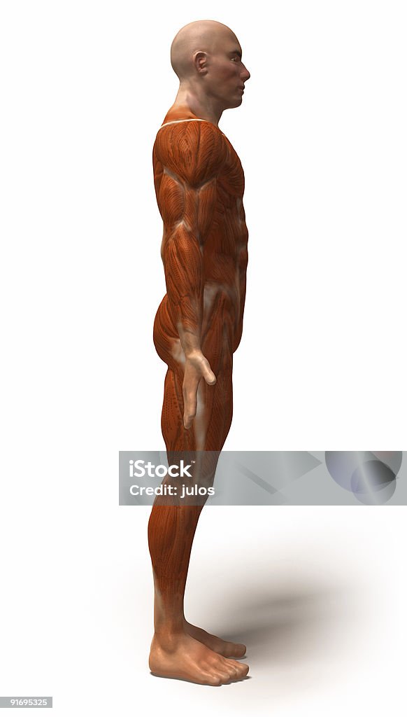 Anatomy : muscles http://i205.photobucket.com/albums/bb214/julos1973/isotck%20jpgs/istock-3dchar.jpg Anaerobic Exercise Stock Photo