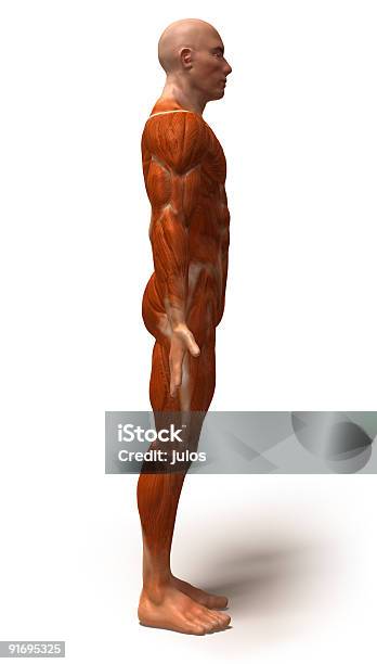 Anatomy Muscles Stock Photo - Download Image Now - Anaerobic Exercise, Anatomy, Bicep