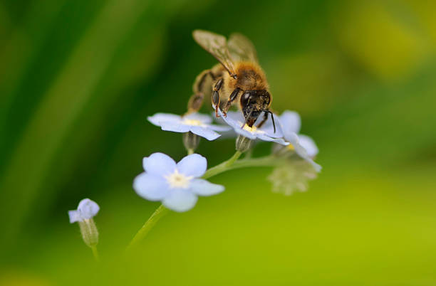istock Bee pollinating small purple flowers 91695327