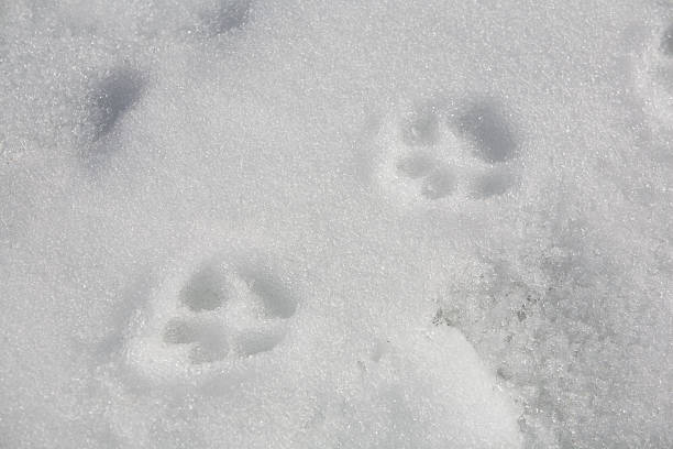 istock Paw Prints in the Snow 91695423
