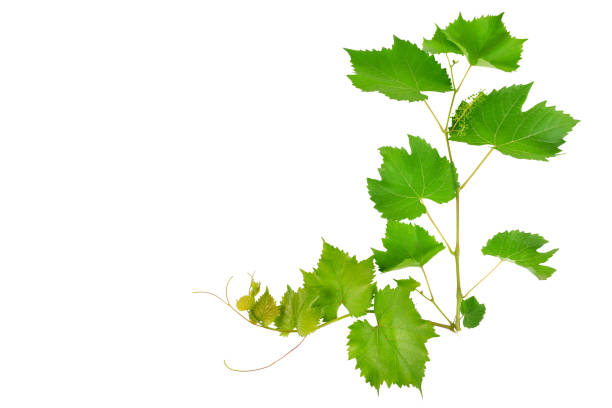 istock Vine and leaves isolated on white background 916954684