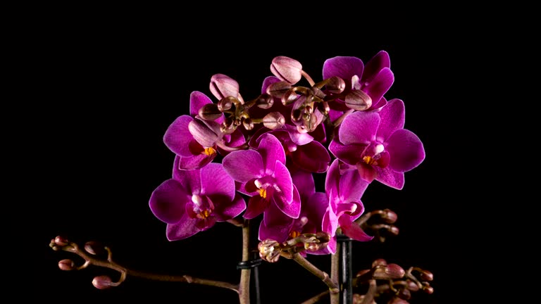 purple orchid flowers blooming on black background