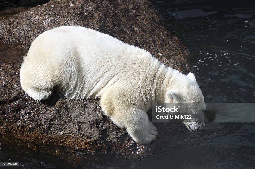 Branco Cria de urso - Royalty-free Animal Foto de stock