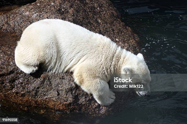 Branco Cria De Urso - Fotografias de stock e mais imagens de Animal - Animal, Animal Cativo, Ao Ar Livre