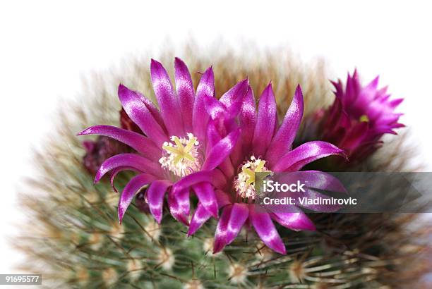 Flores Foto de stock y más banco de imágenes de Belleza de la naturaleza - Belleza de la naturaleza, Botánica, Cabeza de flor