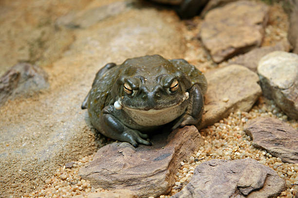 コロラドのヒキガエル - cane toad toad wildlife nature ストックフォトと画像