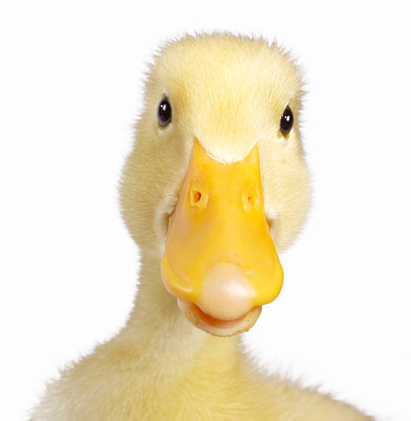 istock Close up of a cute yellow duckling 91695794