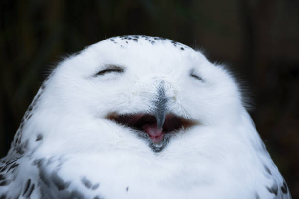 счастливый глядя улыбаясь белый снежный сова - owl snowy owl snow isolated стоковые фото и изображения
