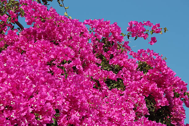 istock Bright pinkish Bougainvillea Flowers with blue background 91695927