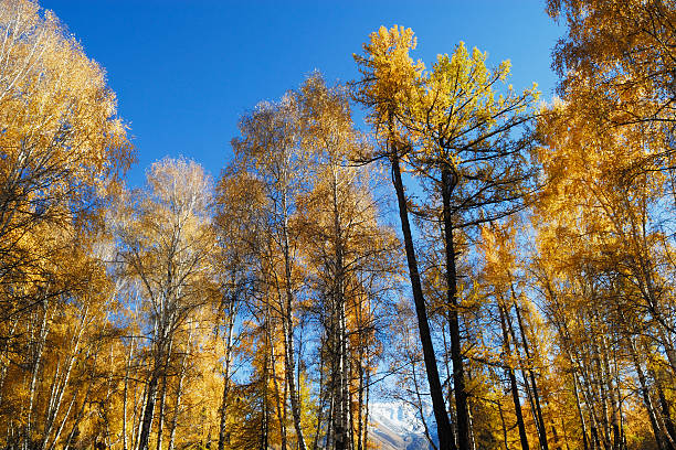 Forêt d'automne - Photo