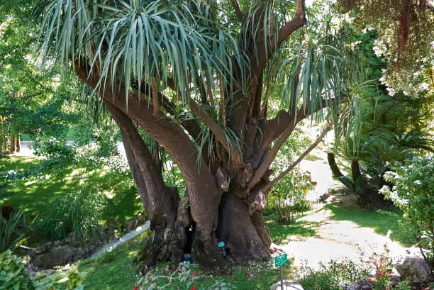 Yucca gigantea in a park