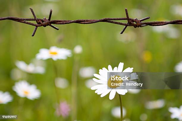 Beauty And Monster 1 Stock Photo - Download Image Now - Barbed Wire, Beauty In Nature, Color Image